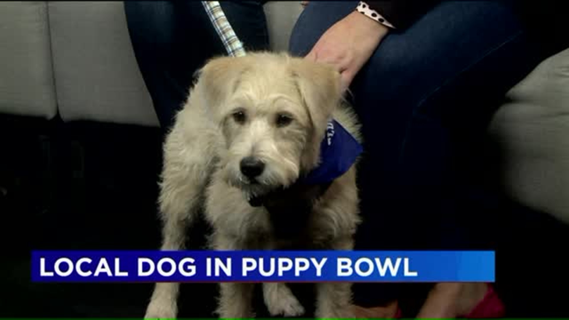 Connecticut dog to be in the Puppy Bowl 2020!