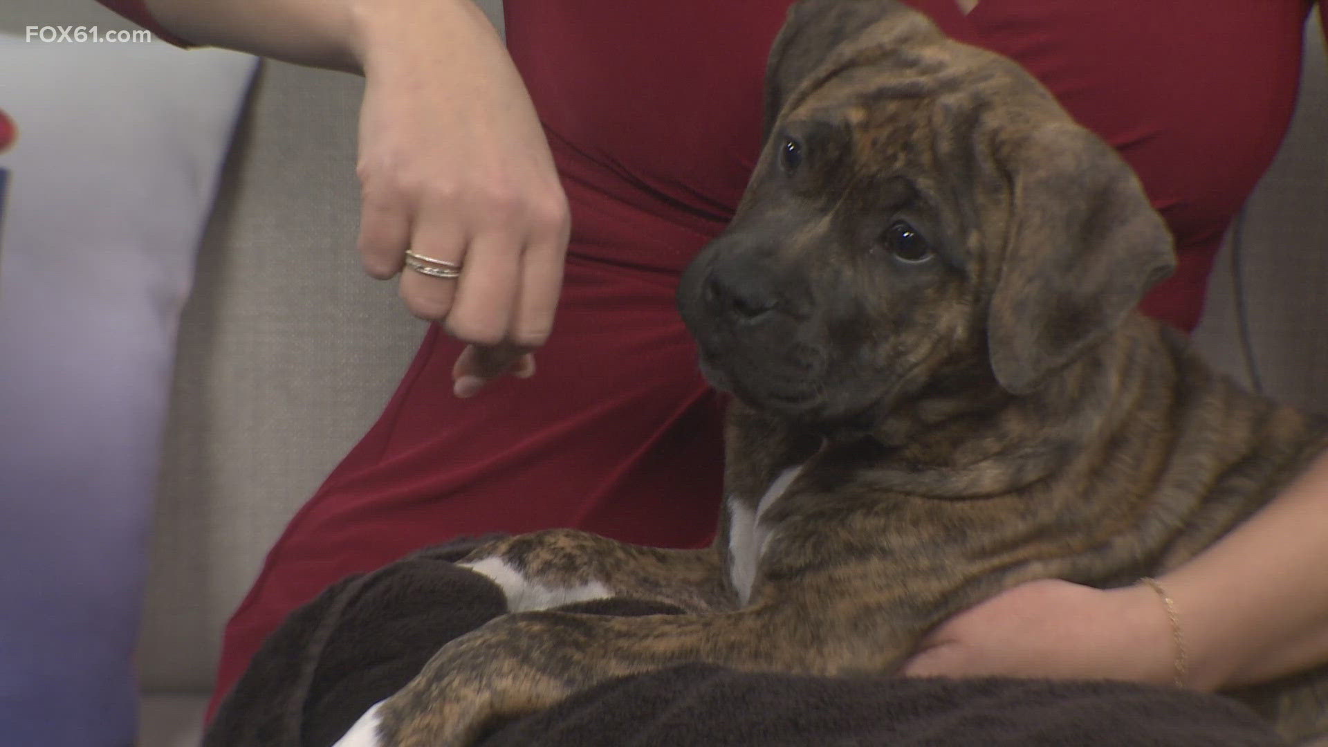 Meet Hogan | Pet of the Week