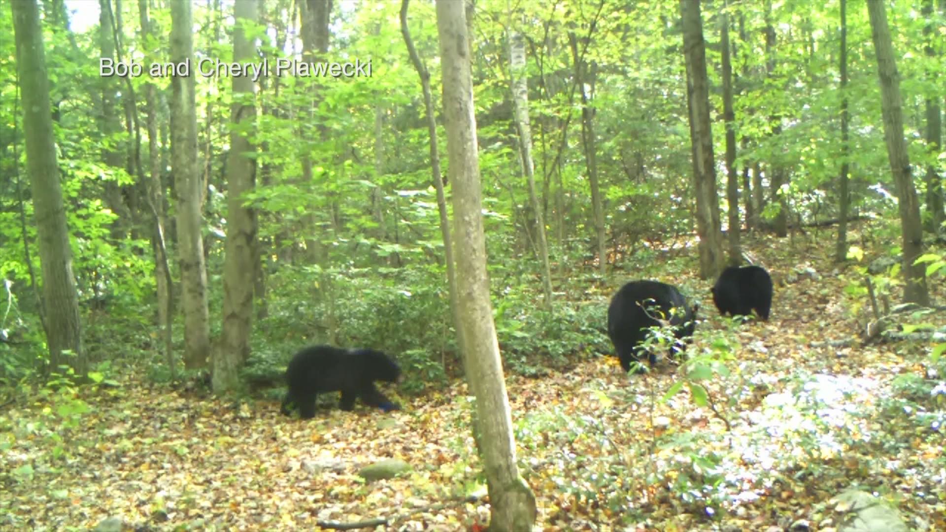 Through July 8, the department has received 25 reports of bears entering homes and is on track to triple the average number of home entries in 2018 and 2019.