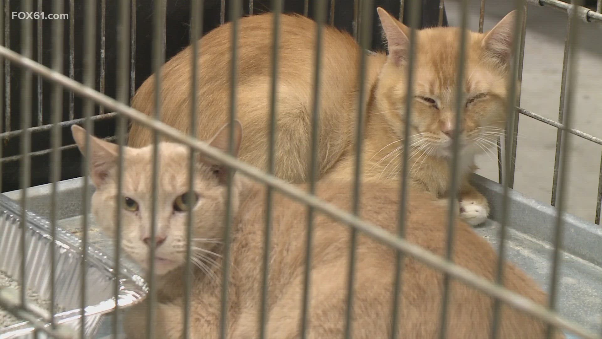 Because of many different factors, including behavioral and medical issues brought on by the pandemic, the animals are staying in the shelters longer than usual.