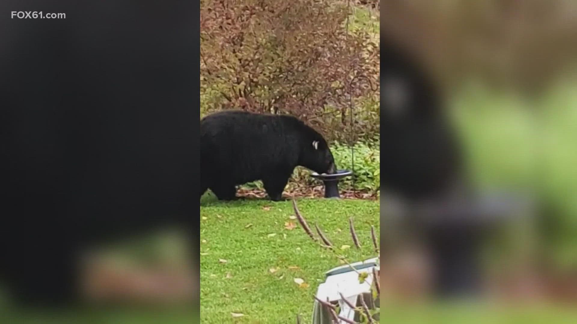 A female bear was shot in Newtown on Thursday and the surviving bear cubs were left in the area since it's in their home range, police said.