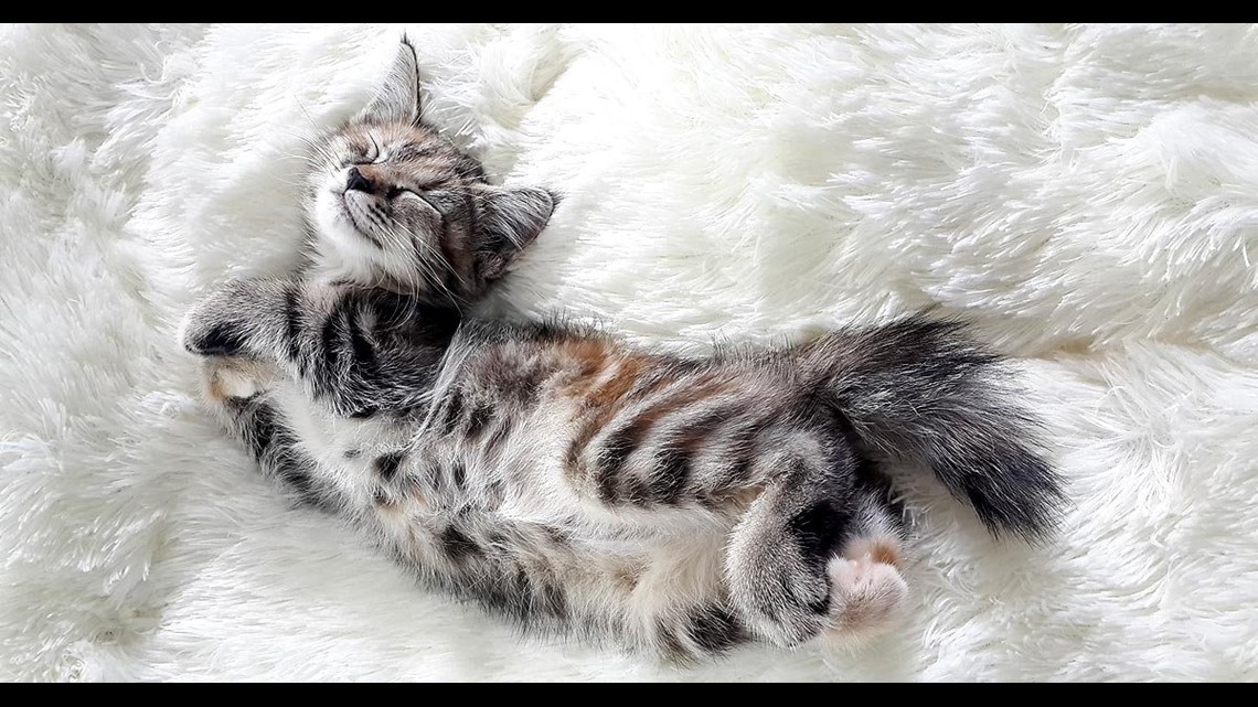 Dream job? Veterinary clinic seeking professional ‘cat cuddler’