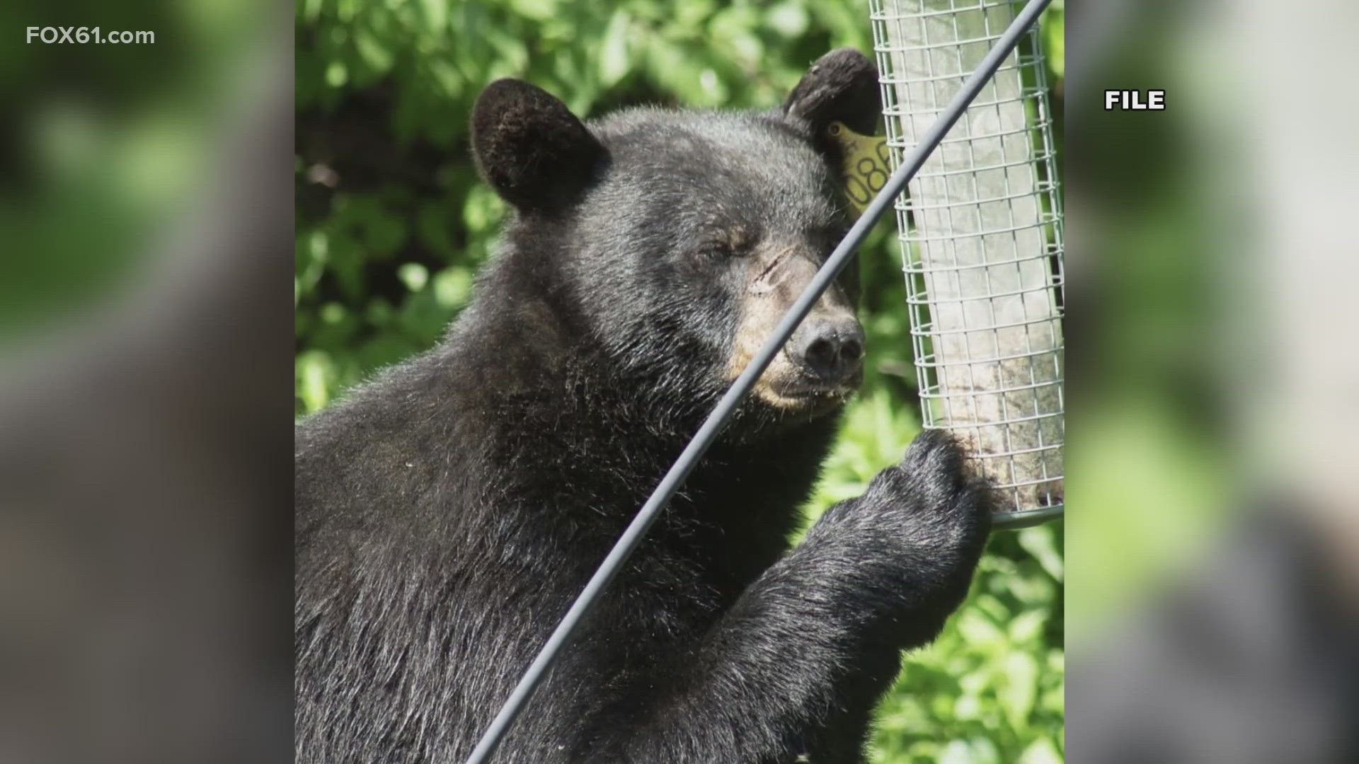 CT bear encounters on the rise: What to do if you see a bear