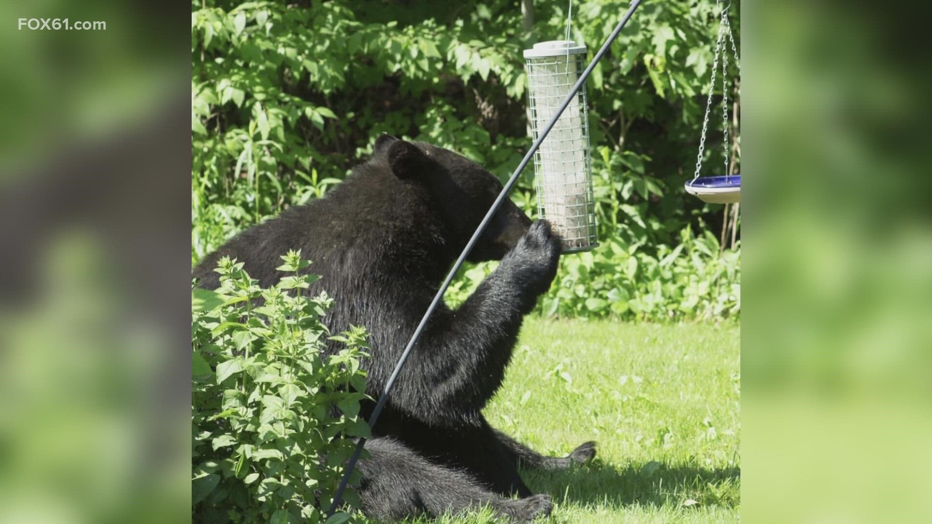 Many towns have monetary punishments for people purposely feeding bears.