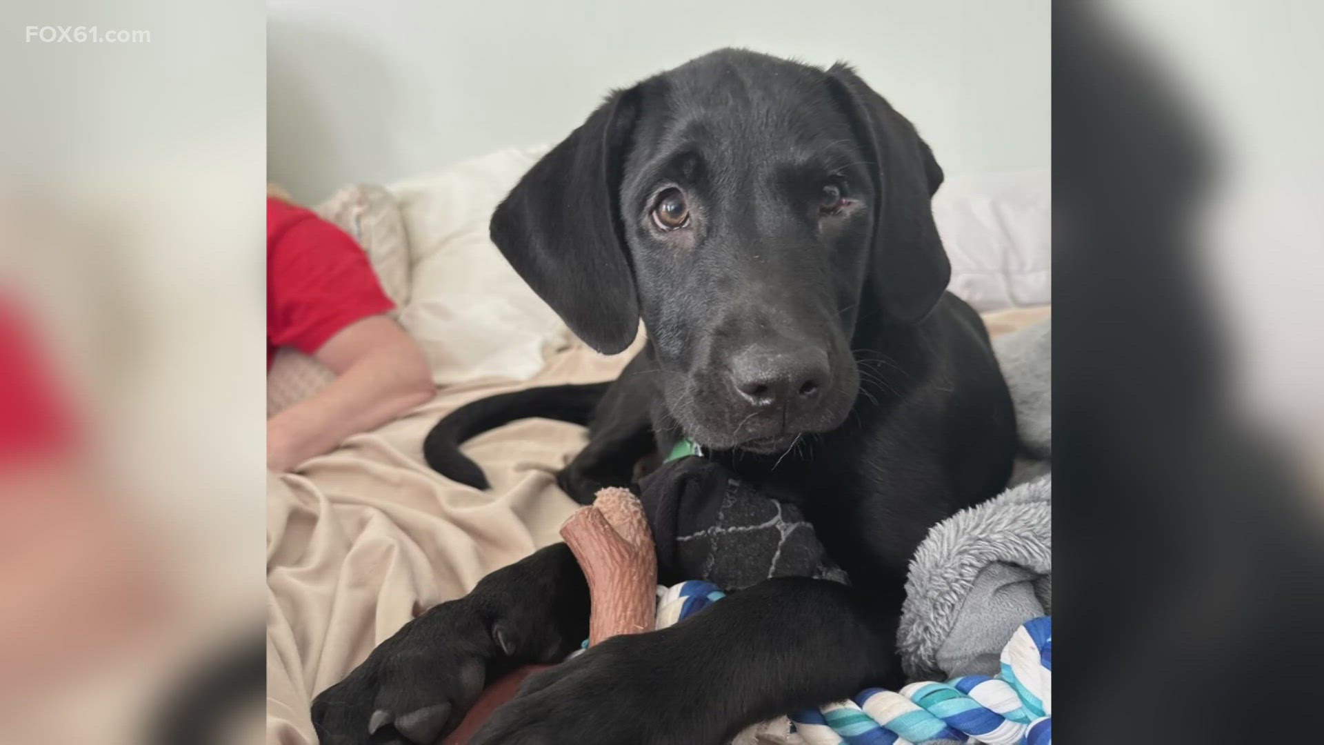 An East Haddam family is looking for their beloved dog June, a 14-week-old black lab that escaped after getting spooked during fireworks Thursday night.