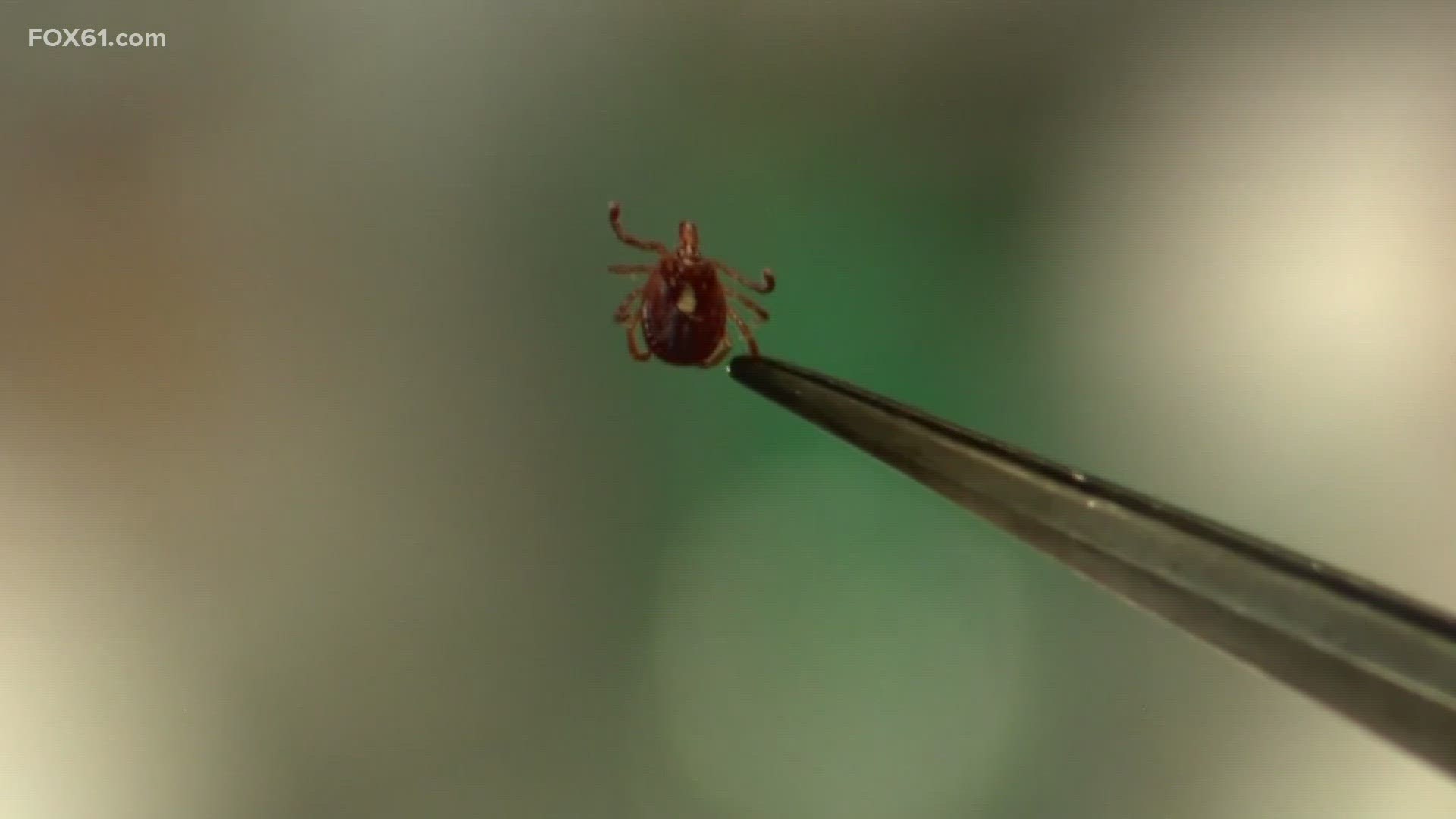 With the rise in tick cases, doctors raise concerns.