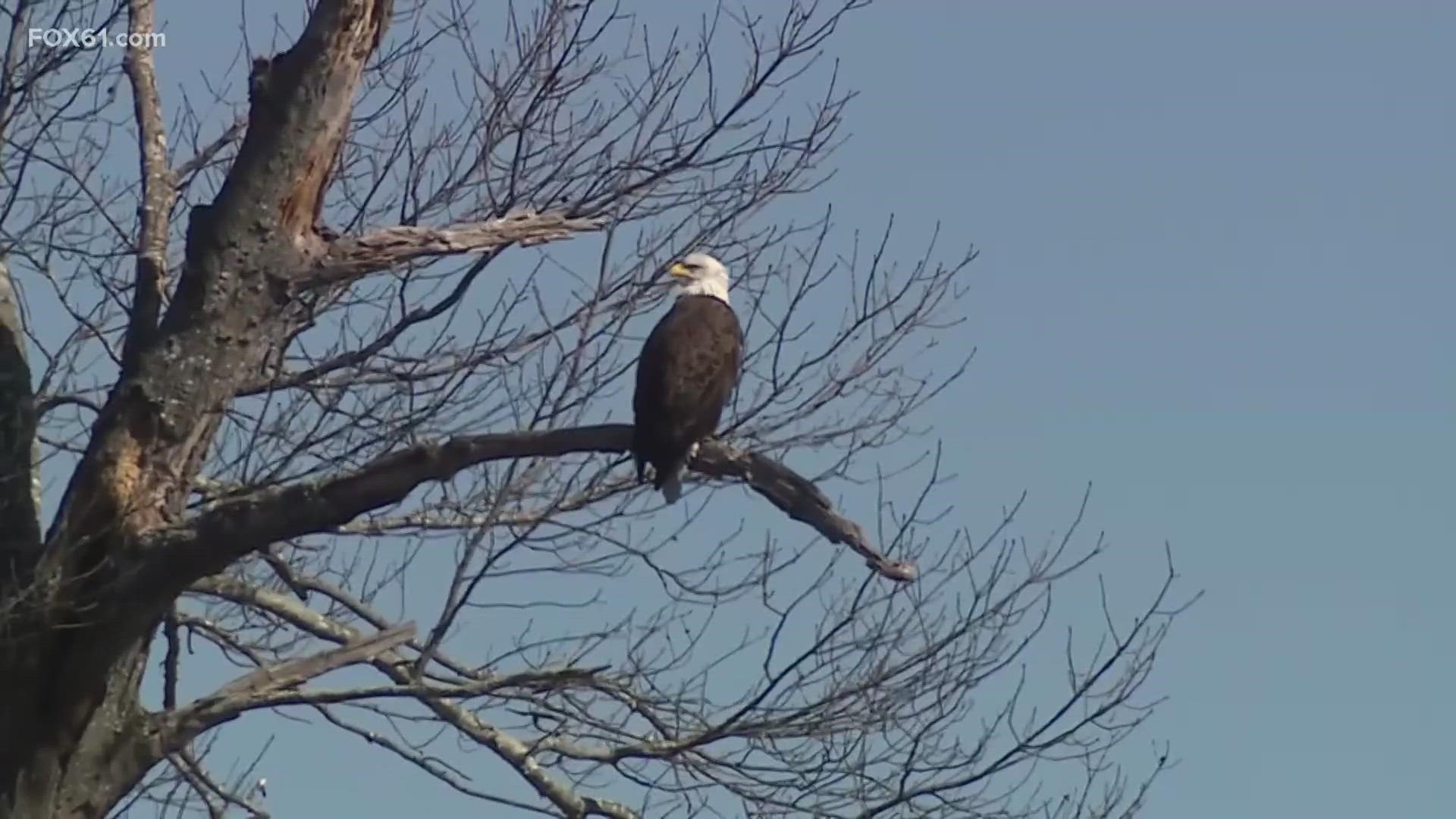 Major comebacks are happening on the Connecticut River. The RiverQuest Eagle and Winter Wildlife Cruise is in its 21st year