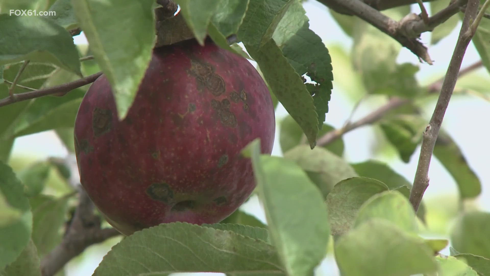 This is the first time Johnny Appleseed's in Ellington has lost crop in the farm's history.