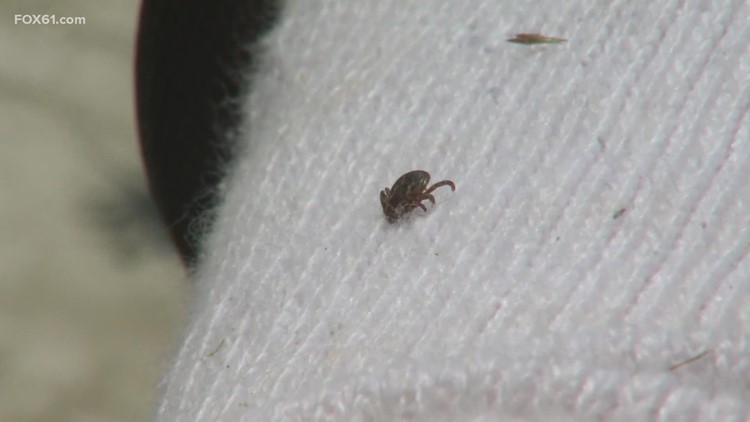Connecticut woman undiagnosed with Lyme disease for over a decade left with permanent damage Connecticut woman undiagnosed with Lyme disease for over a decade left with permanent damage