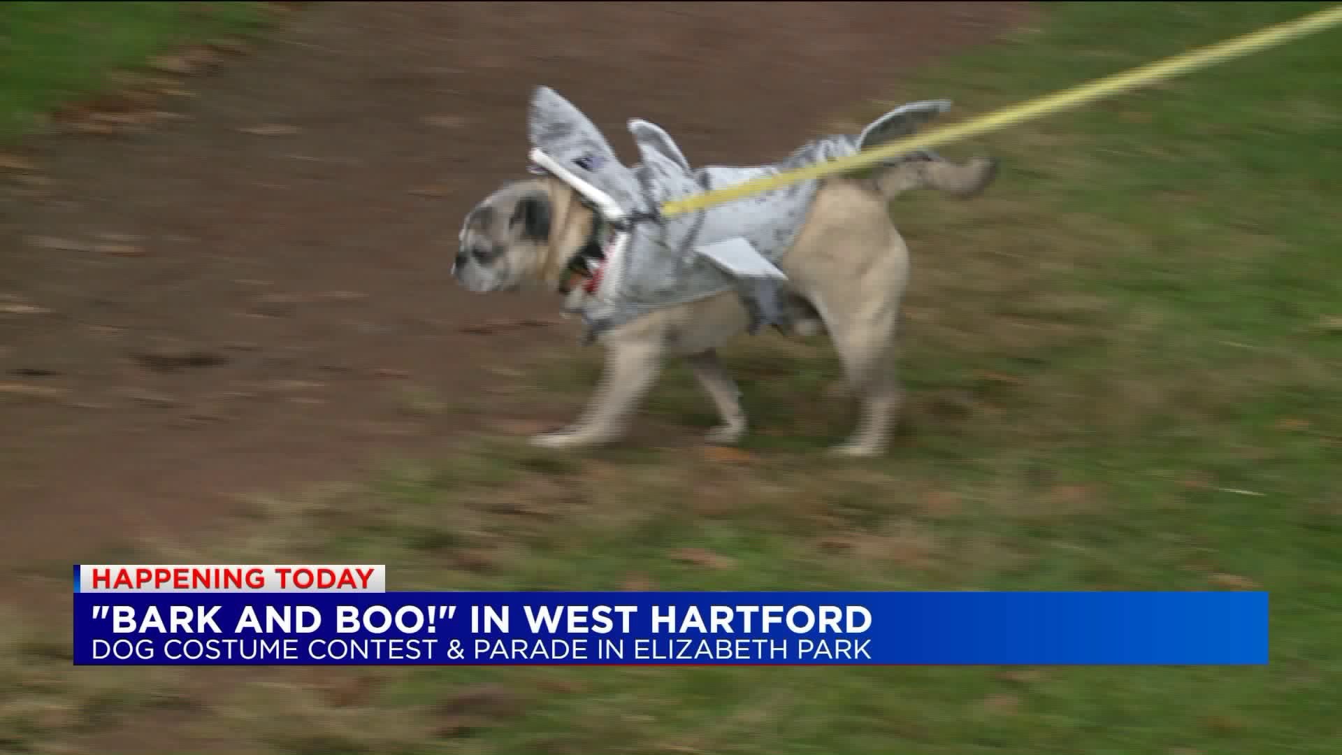 Dog owners participate `Bark and Boo!` at Elizabeth Park in West Hartford