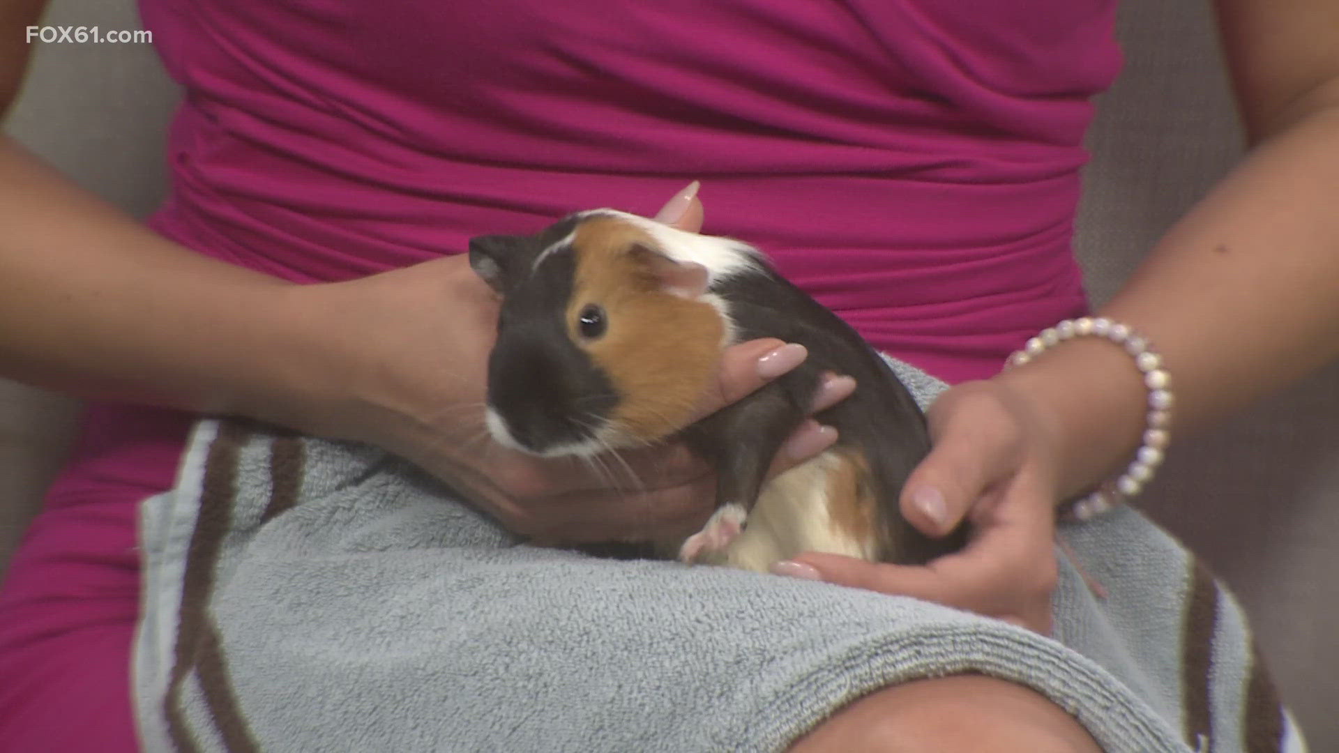 Feisty and Tiny | Pet of the Week