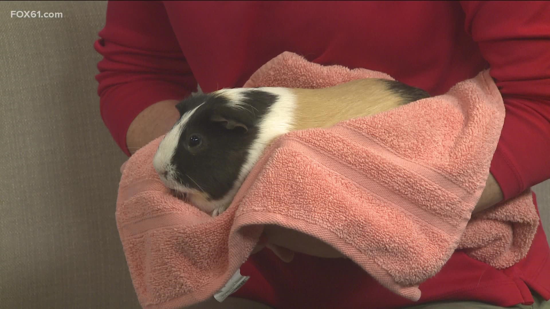Samoa is a 2-year-old boy looking for his forever home! The Connecticut Humane Society said he is looking for a home where he's the only Guinea pig.