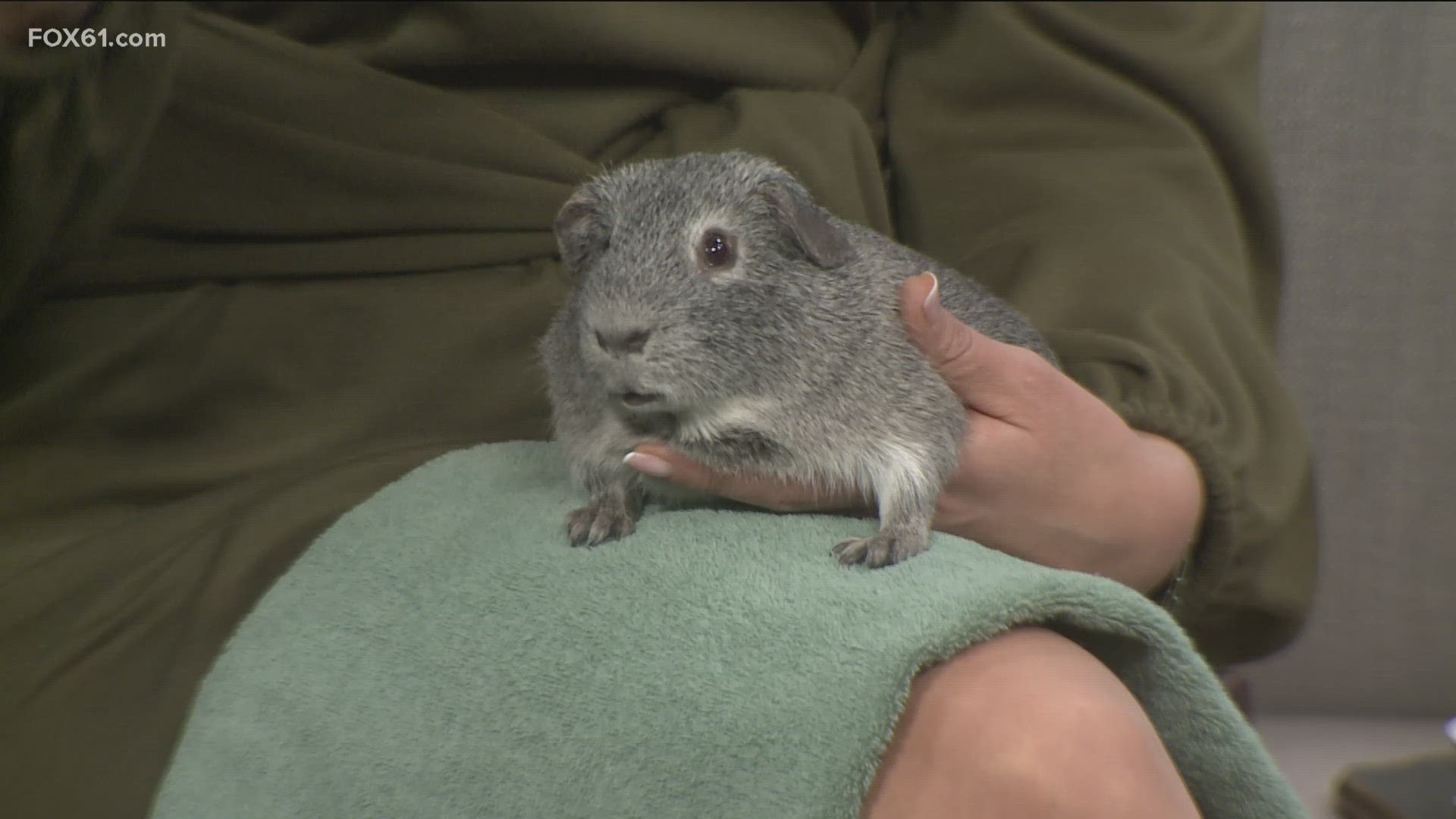 Felipe the Guinea pig is looking for a forever home at CT Humane Society. We also take a look at where some former Pets of the Week are now.
