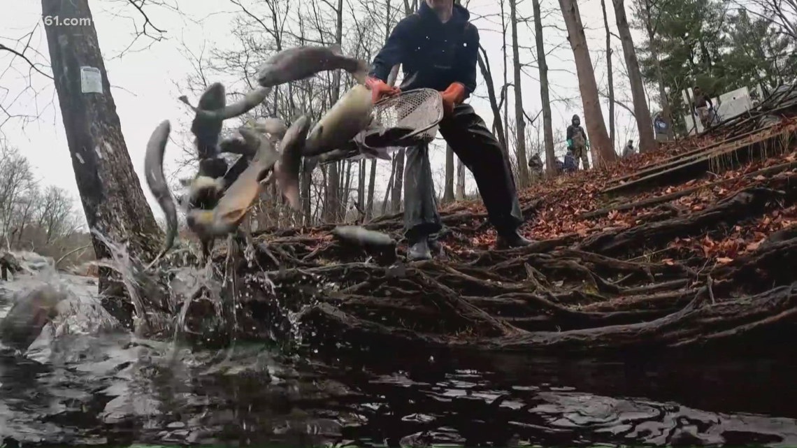 Trout stocking ramps up for spring in New Hartford