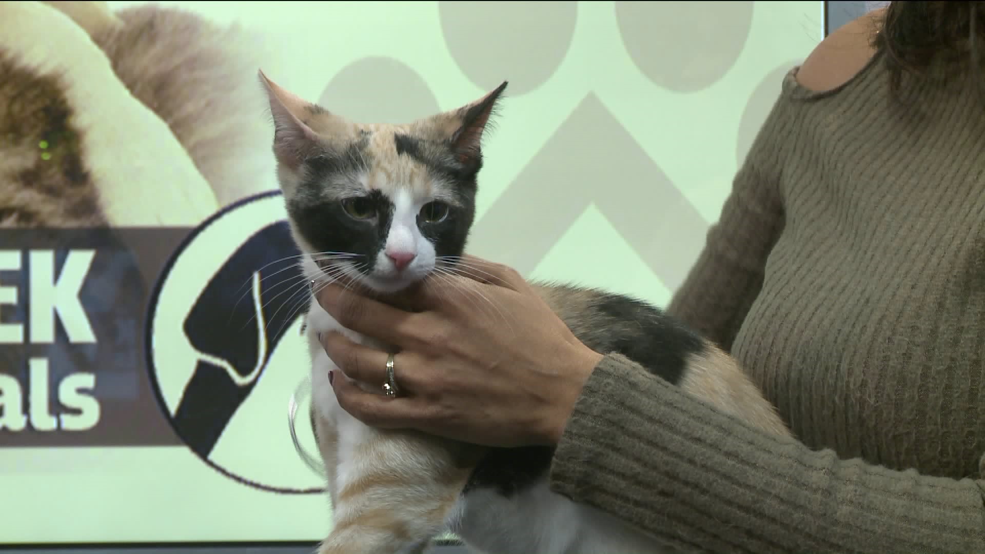 Pet of the Week -Taylor