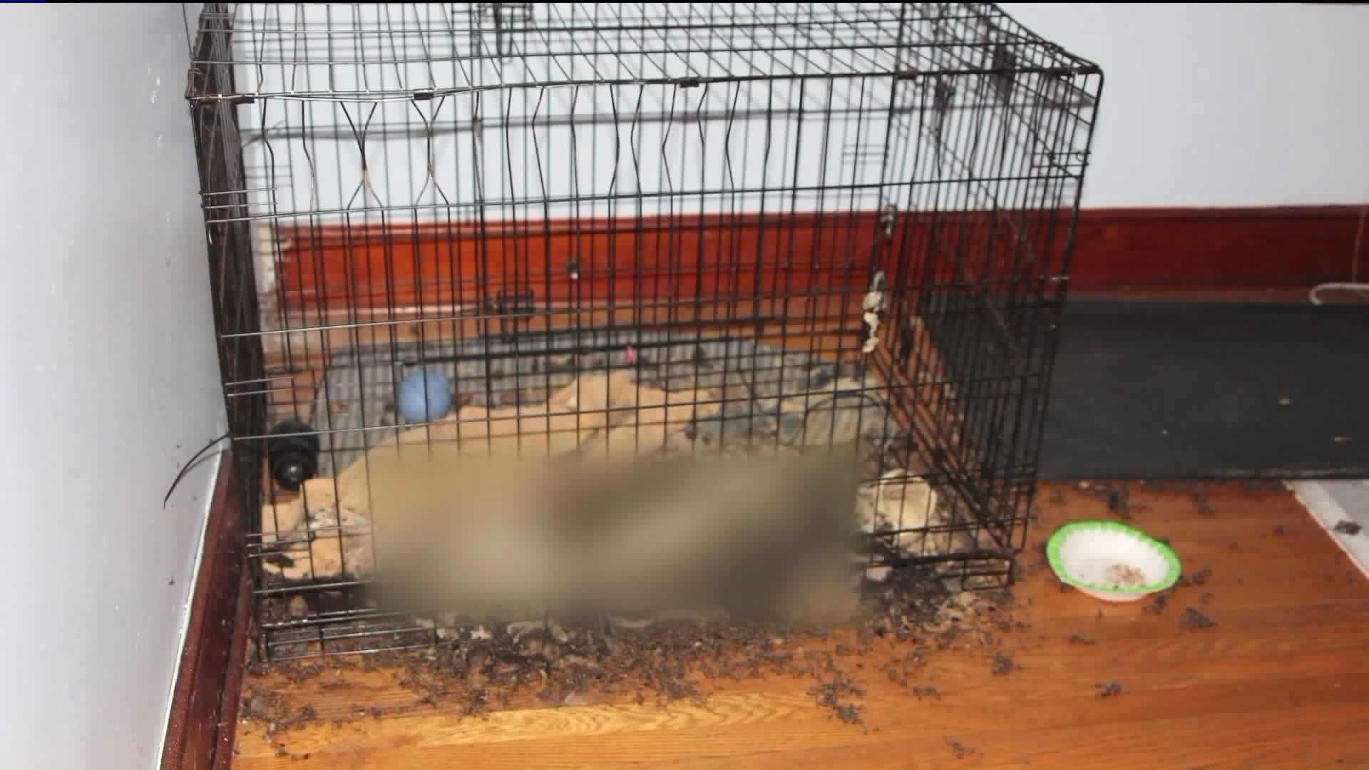 Fairfield Animal Cruelty Investigation