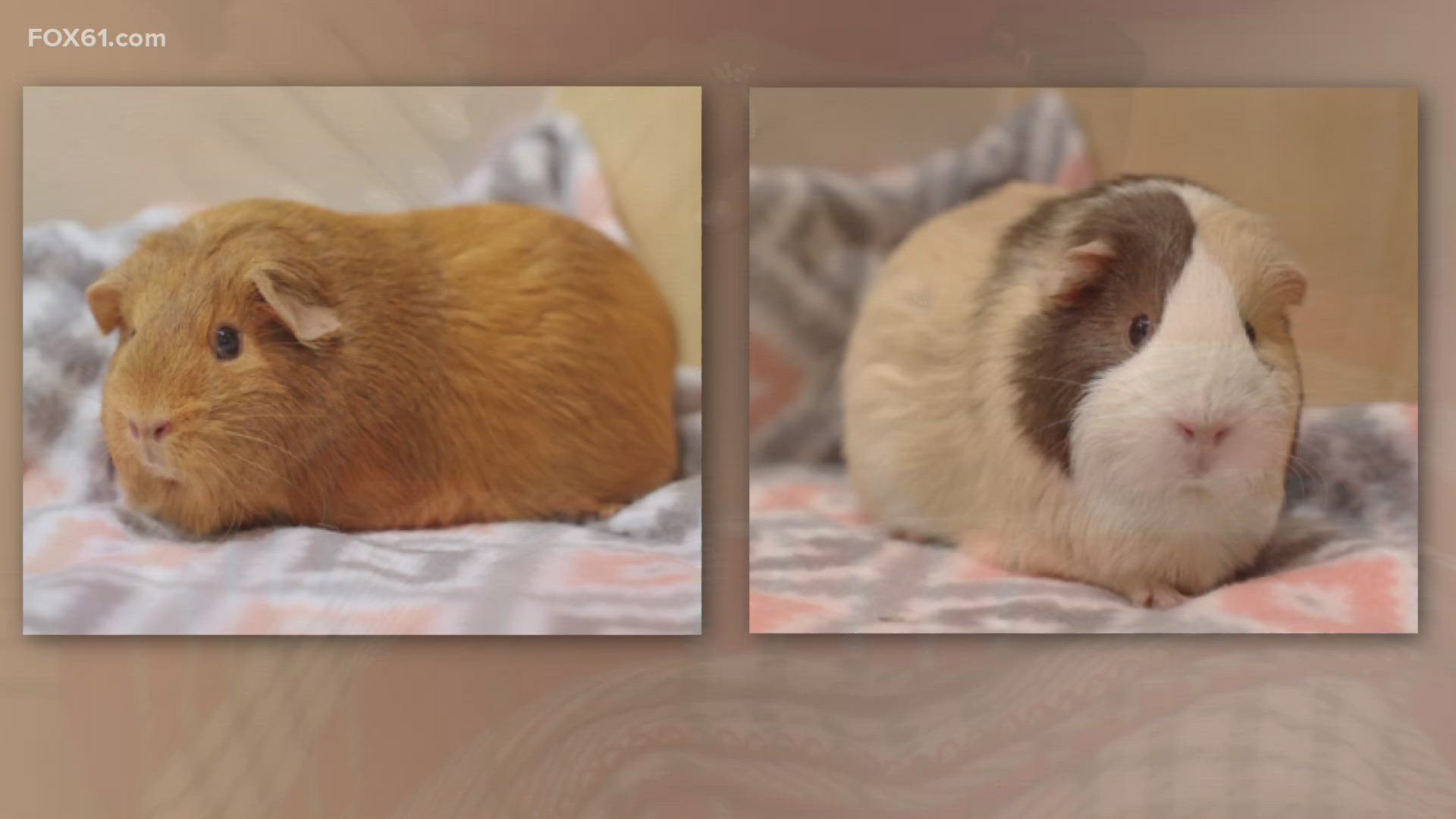Ginger and S'more are 9-month-old Guinea pigs and will do best in homes with other female Guinea pigs! For more info, head to https://cthumane.org/