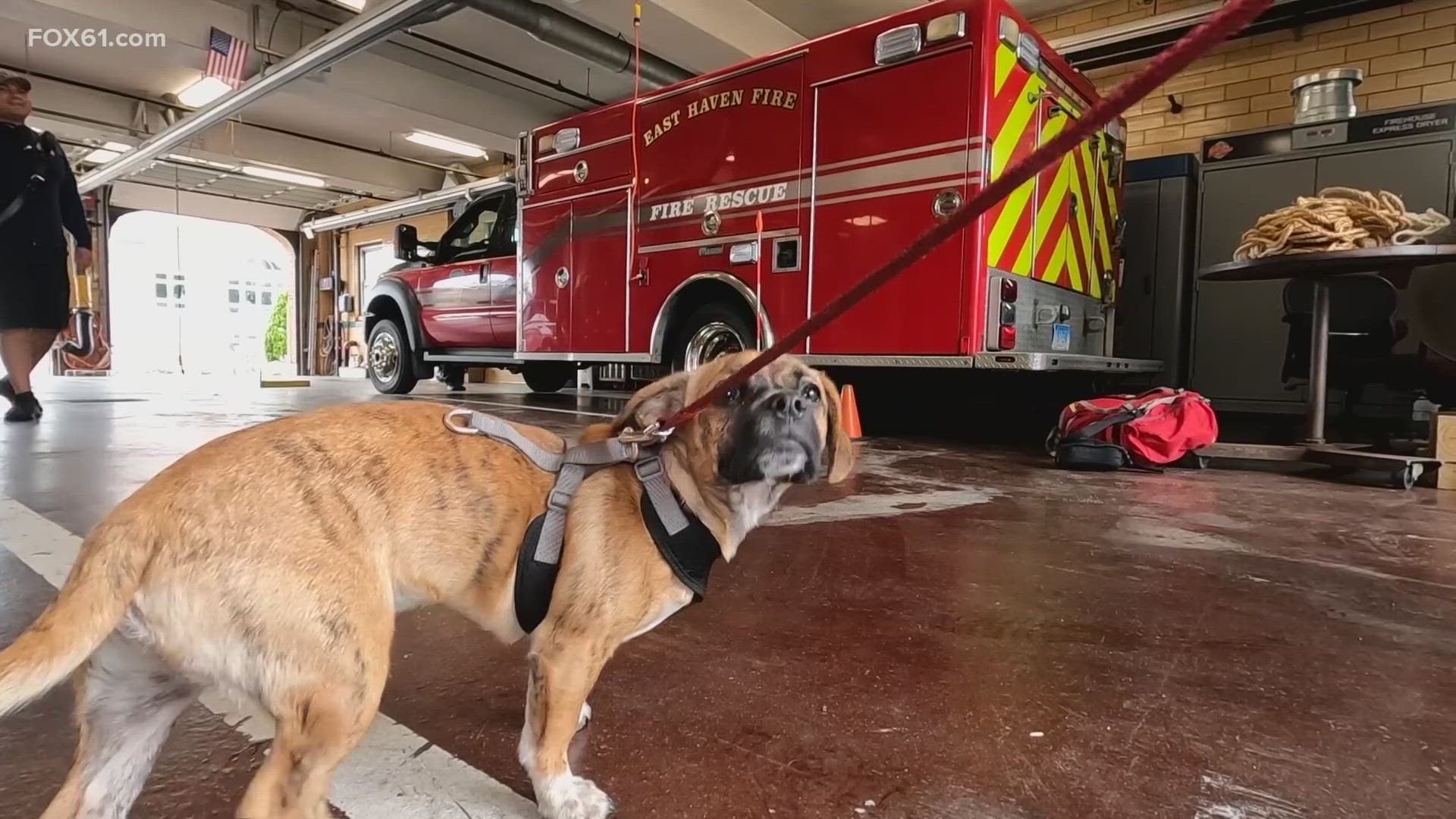 Google drive hot sale firehouse dog