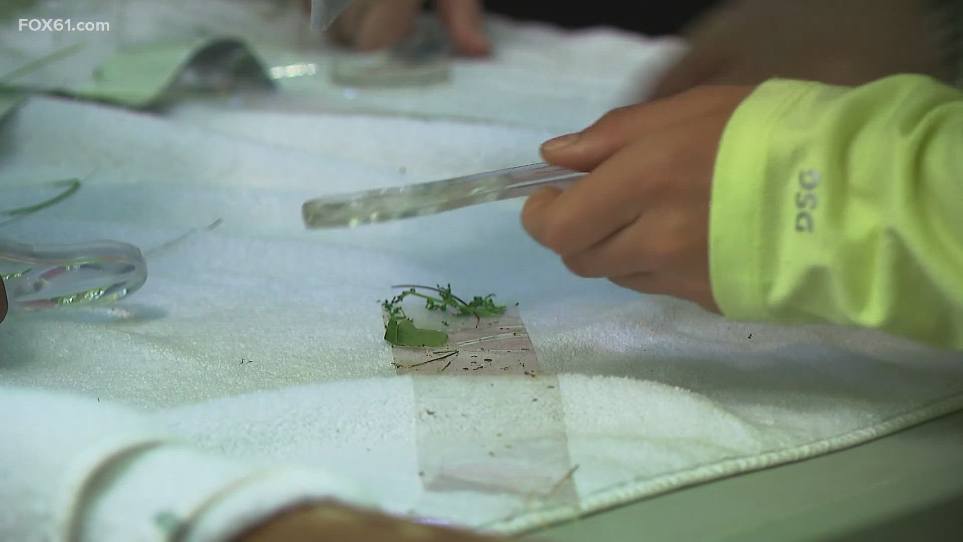 Middle school students in Tolland are taking their learning outside the classroom to study ticks.