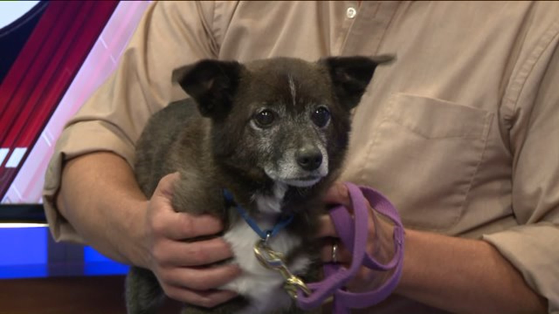 Pet of the Week - Syd