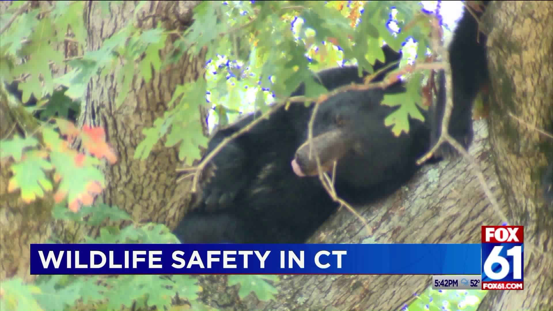 Wildlife safety in Connecticut