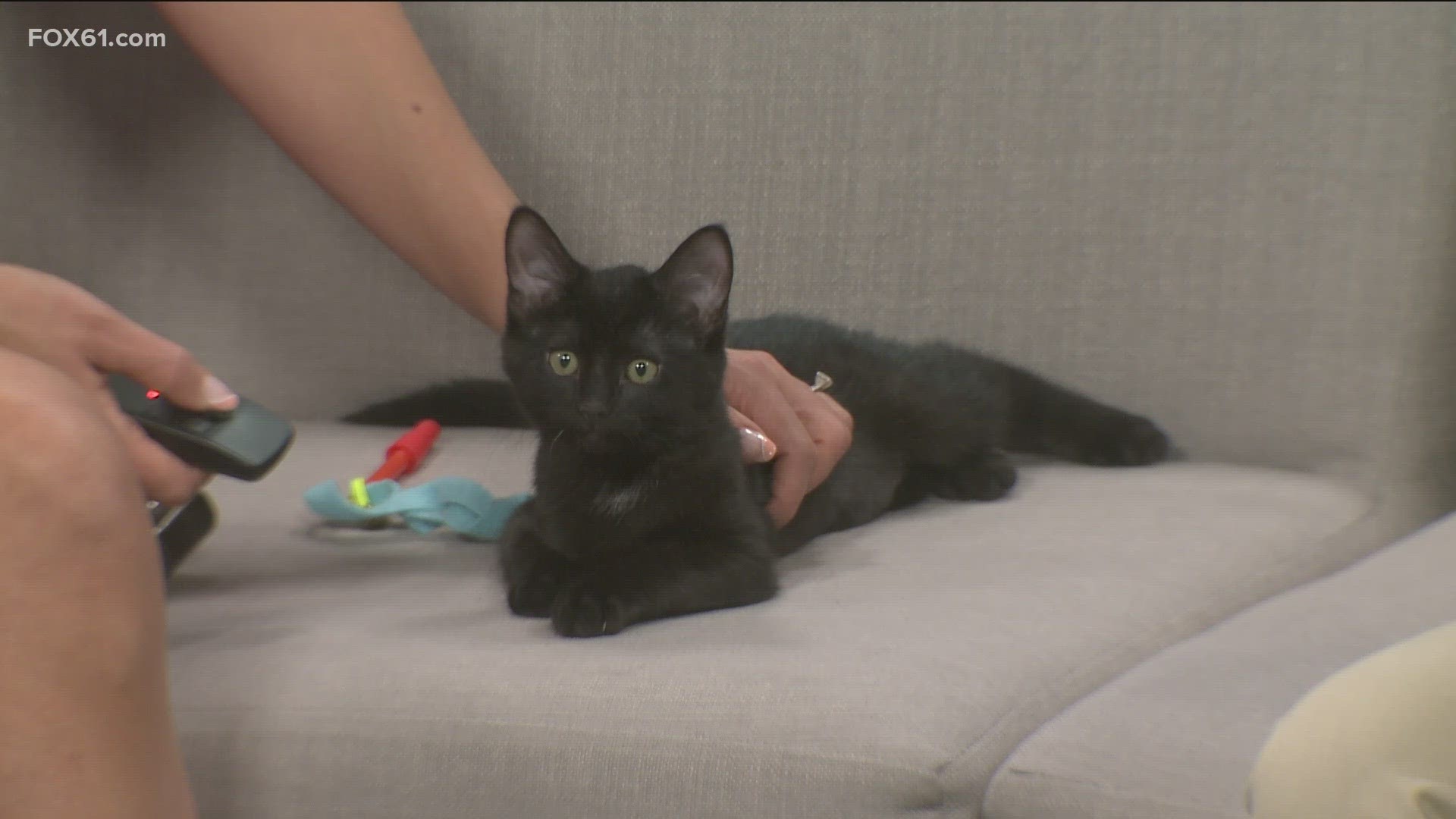 Morana has a slight heart murmur but the Connecticut Humane Society said they will be happy to help interested adopters with what it means.