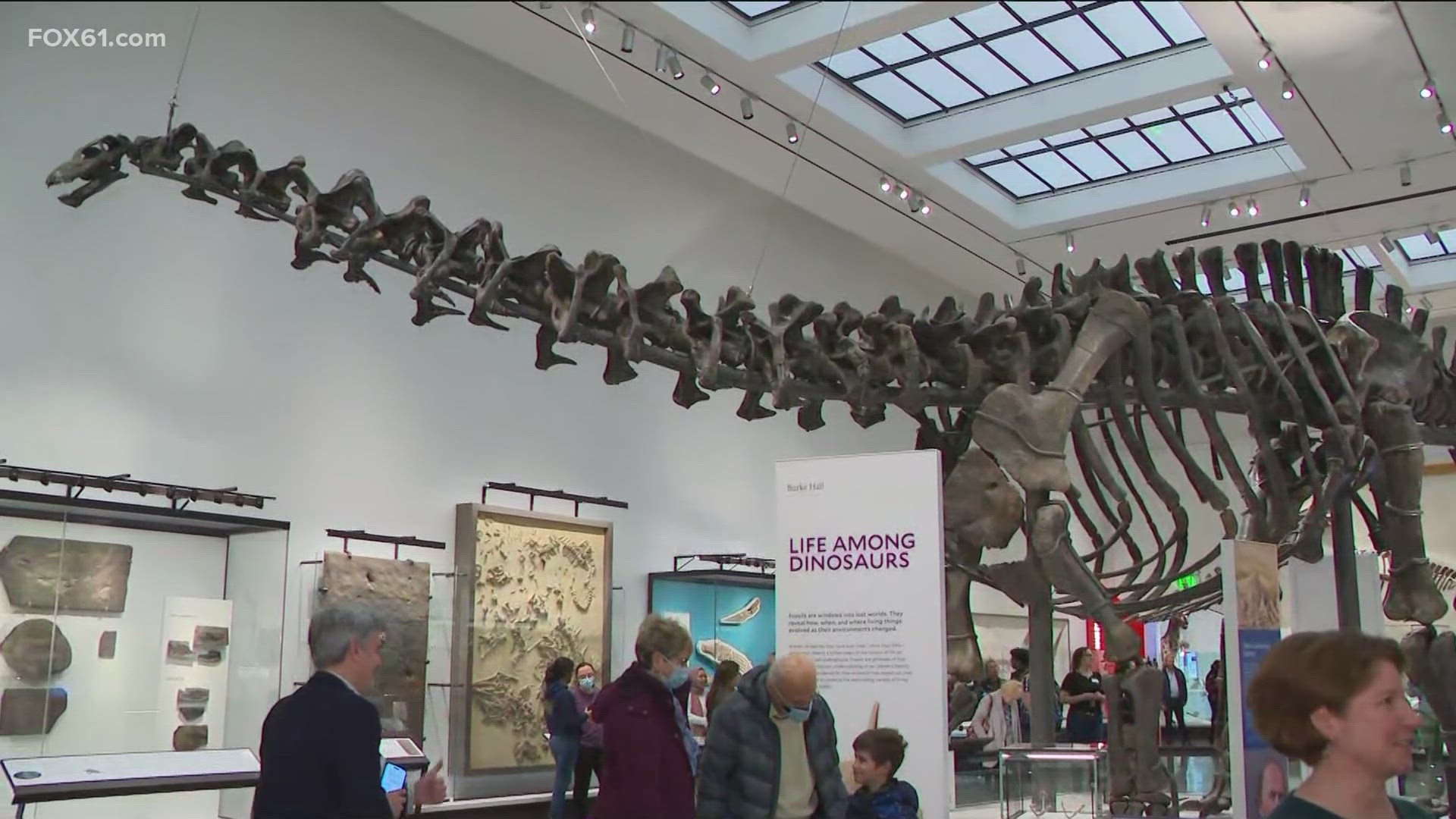 FOX61 visits the Yale Peabody Museum as it reopens to the public.