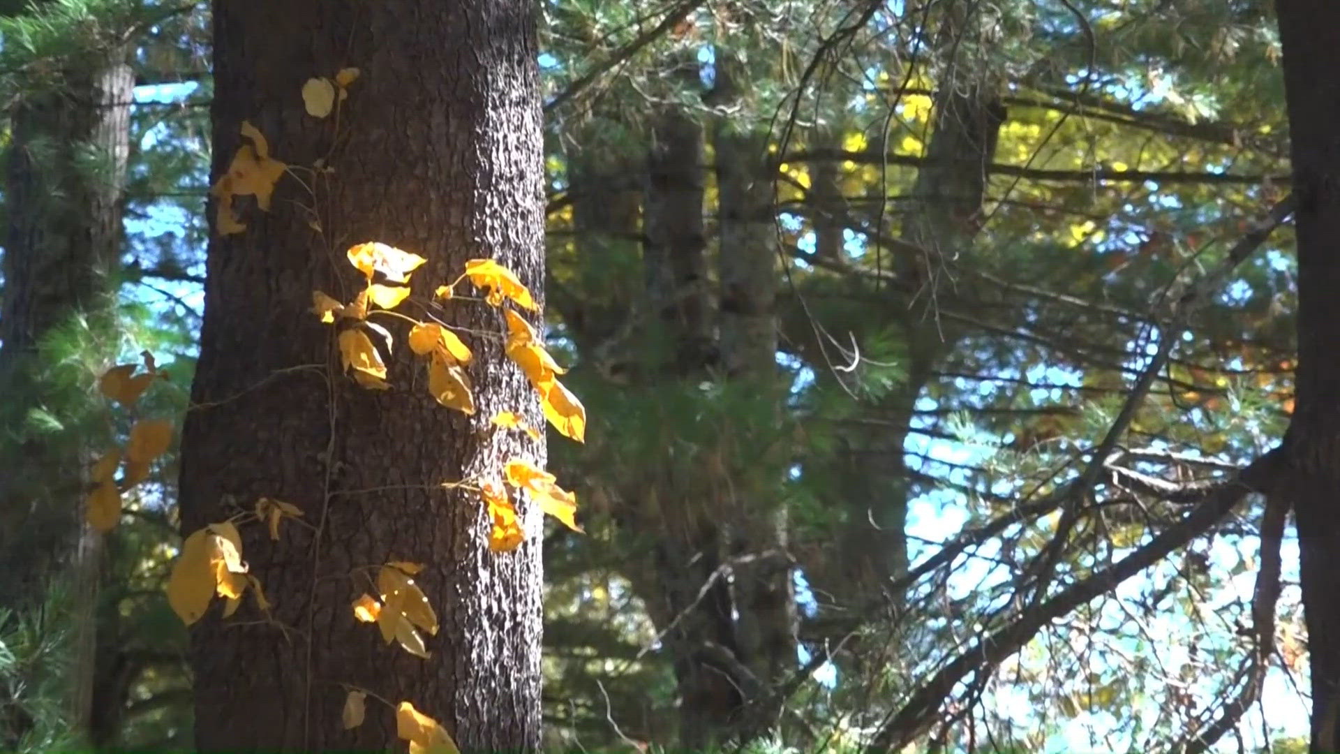 Up Lighting Color Examples Connecticut’s fall leaves aren’t changing color, they’re losing green ...
