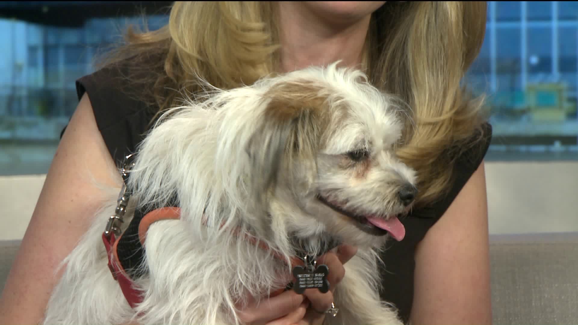 Pets of the Week - Lily and Wally