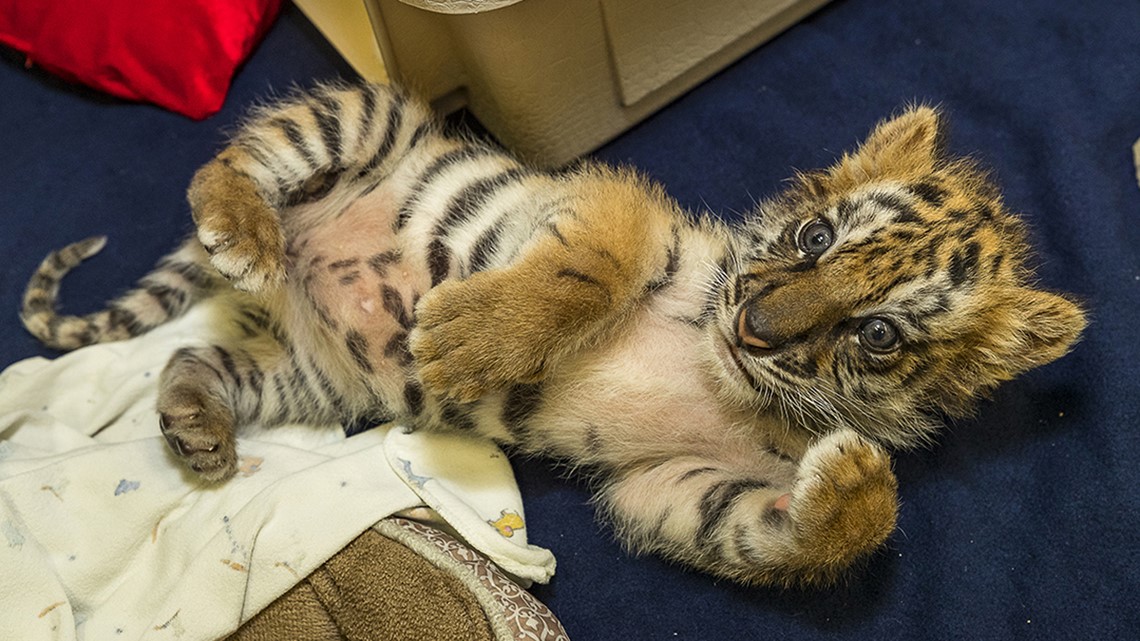 Baby tiger smuggled into . from Mexico is 'doing well,' zoo officials  say 