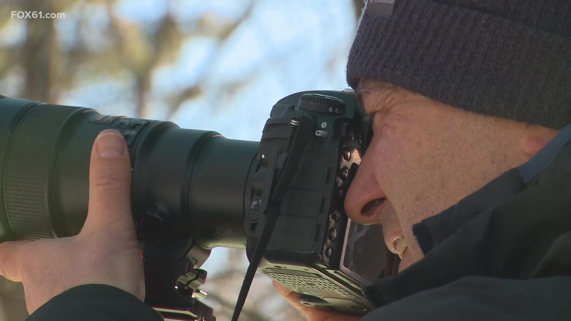 No longer able to capture Polar Bears in Northern Manitoba or rare Lemurs in Madagascar, Crane has found inspiration by staying in the Farmington Valley.