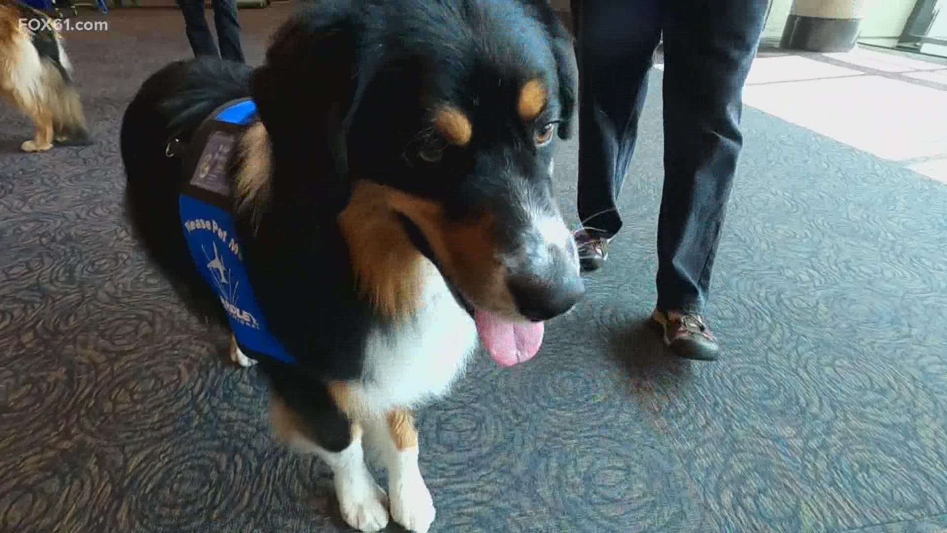 The Bradley Buddies program began at the airport in 2017 with just two dog and handler teams – that has grown to 17 teams