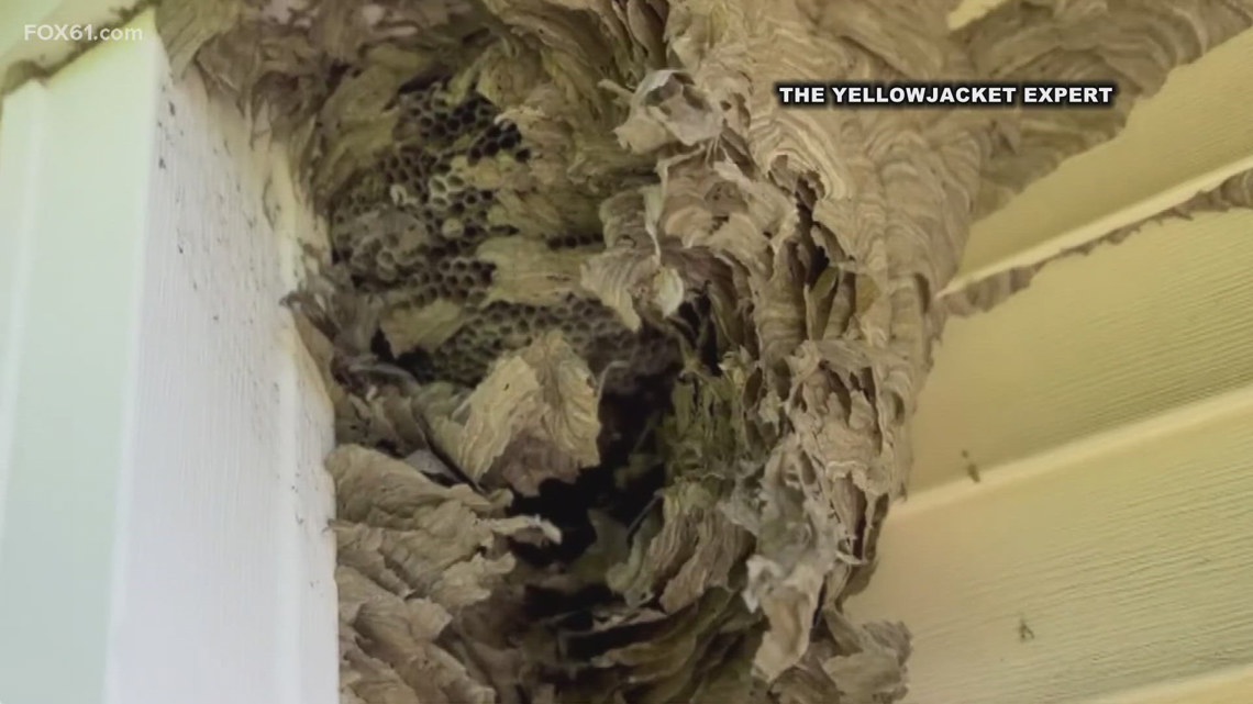 Experts warn against new, aggressive kind of yellowjacket in CT | fox61.com