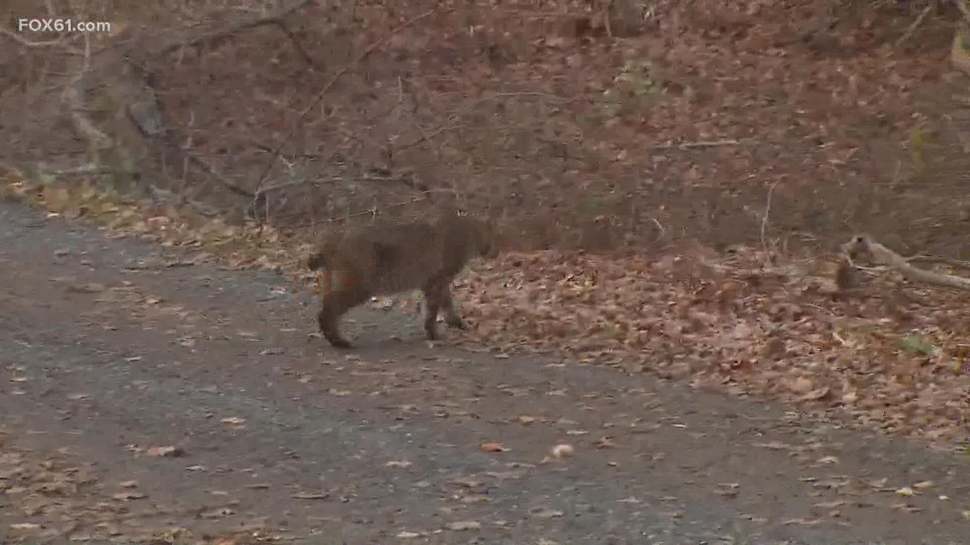 Wildlife experts with The Department of Energy and Environmental Protection say two bobcats were recently spotted in Hartford.