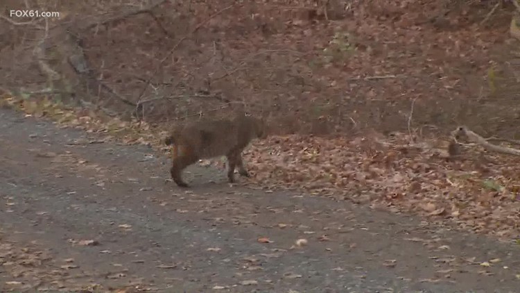 DEEP sees an increase of bobcats in cities