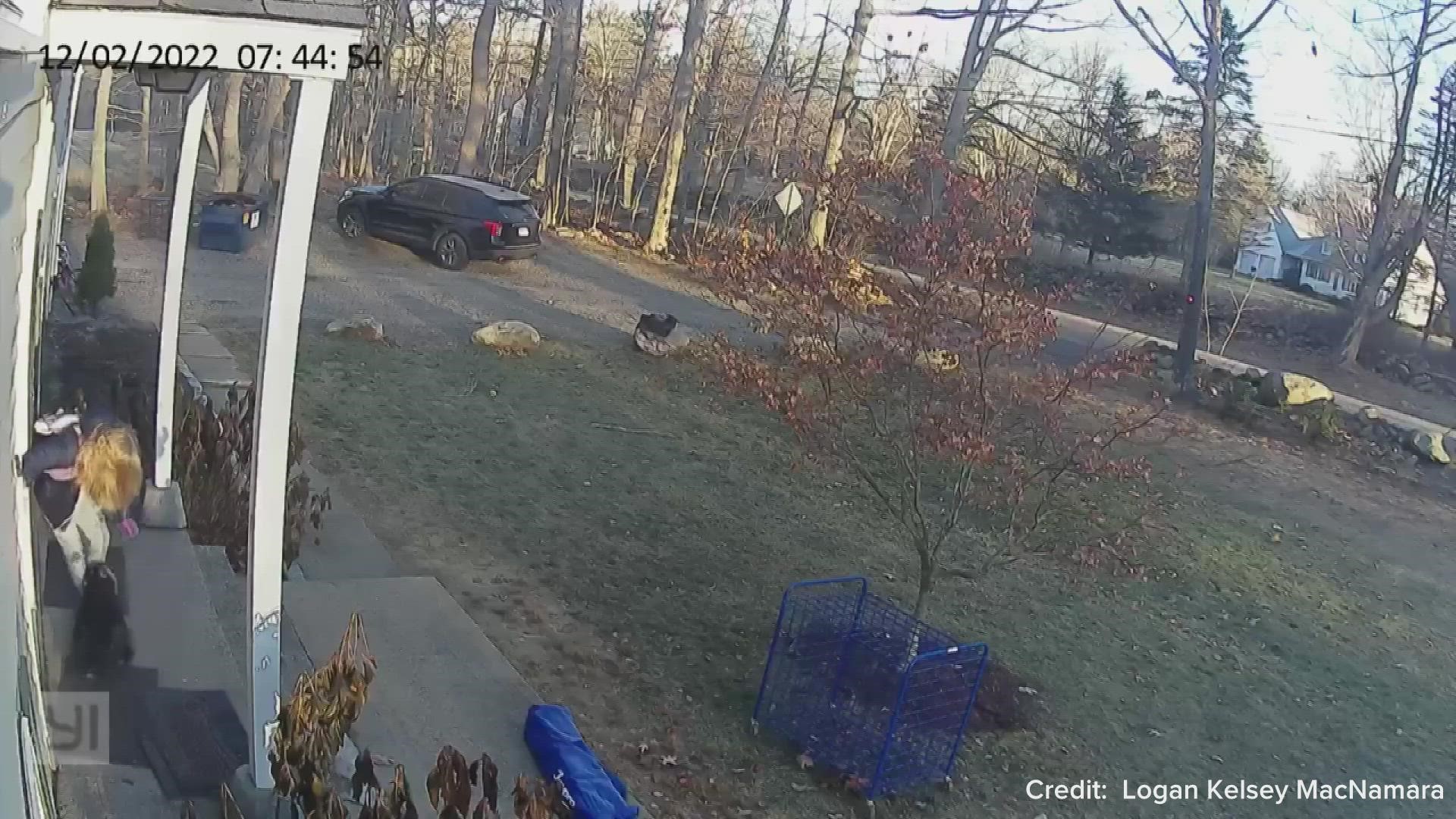 A video capturing the moment a raccoon attacked a girl in Ashford on Friday morning is going viral.