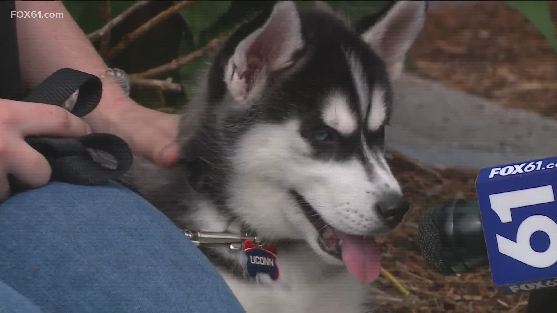 The 2-month-old purebred Siberian Husky is settling in at UConn Storrs.