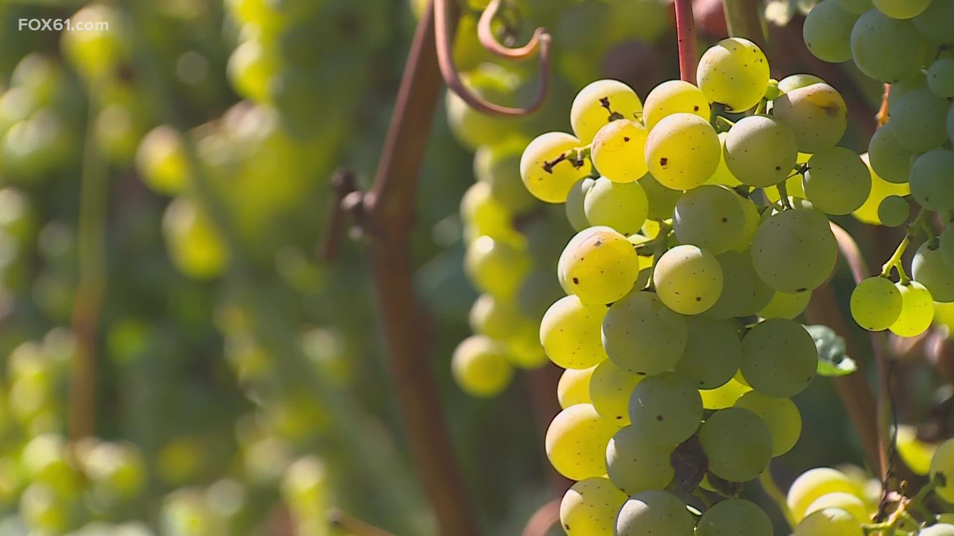 While drought conditions have hampered crops all across Connecticut, at Lost Acres Vineyard in North Granby, the grapes have held up – that’s not a surprise.