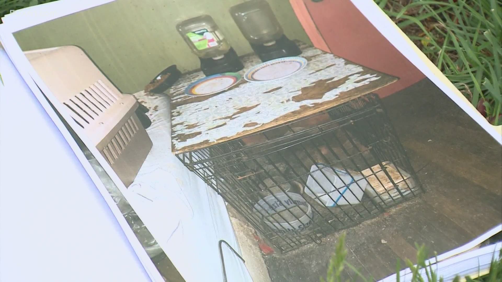 Police said 53 cats were found, 12 of which were dead, inside the home.