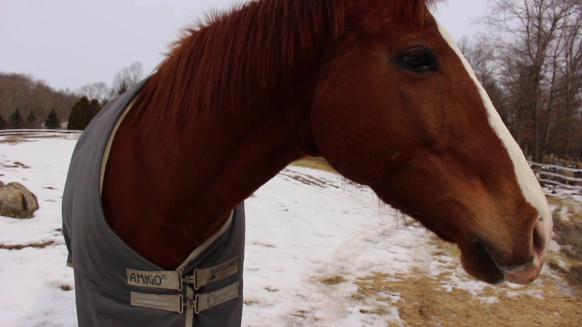 FOX61 Student News: Horse rehabilitation