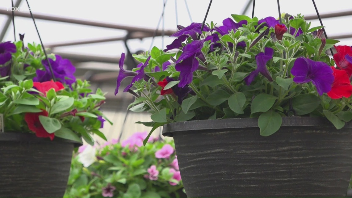 How to protect your plants as temperatures drop this week in Connecticut