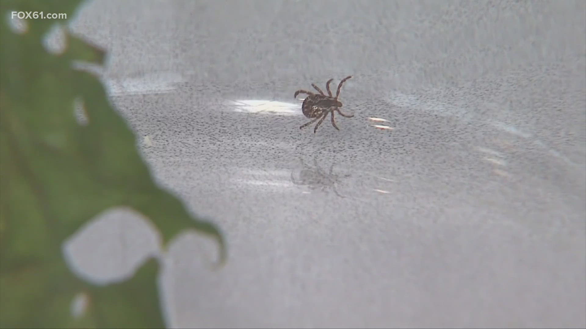 Deer ticks are becoming more prevalent in New England, as are cases of Lyme disease.