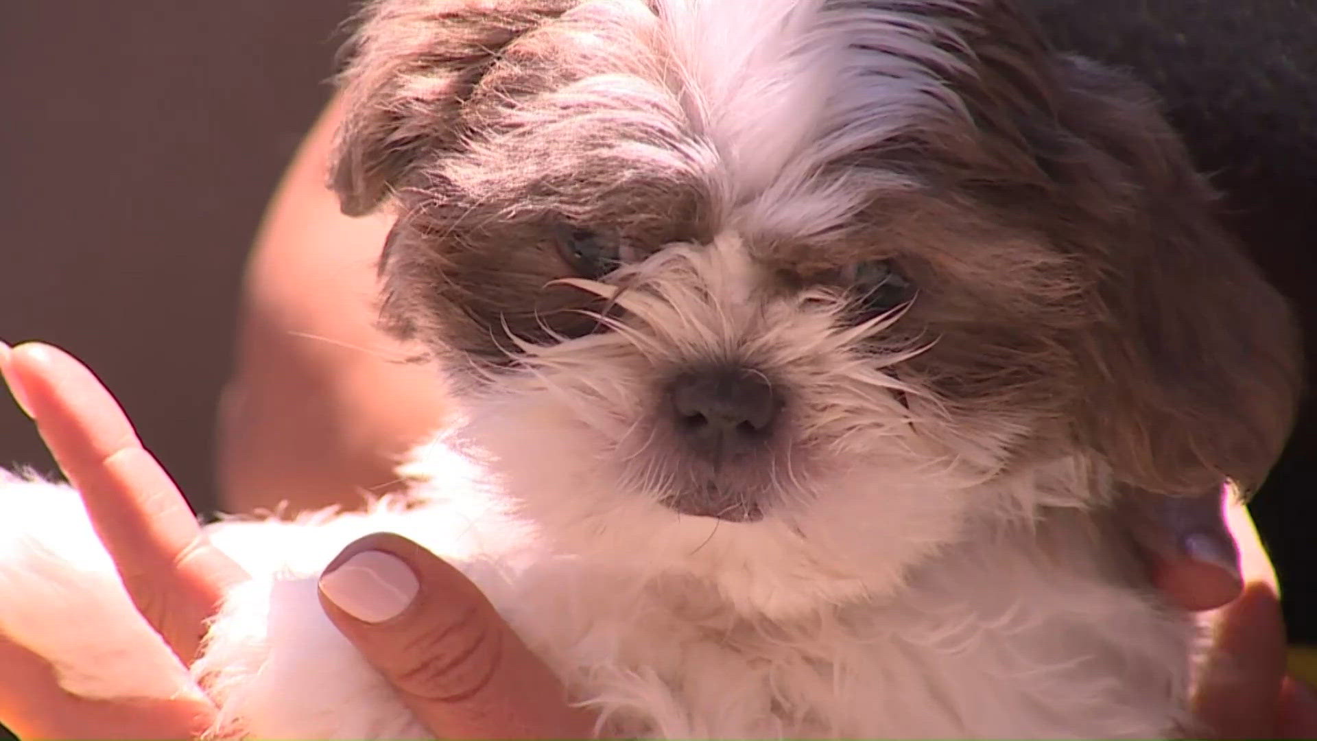 Pet on the Set: Panther the puppy | fox61.com