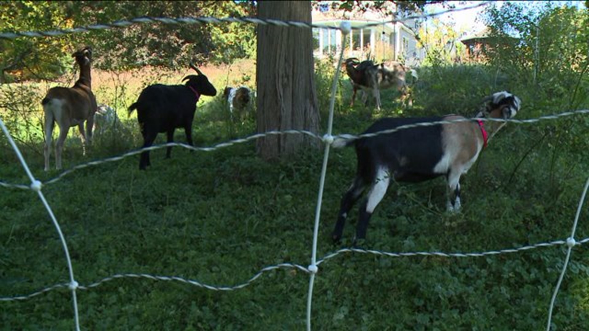 Using Goats To Clean Your Yard