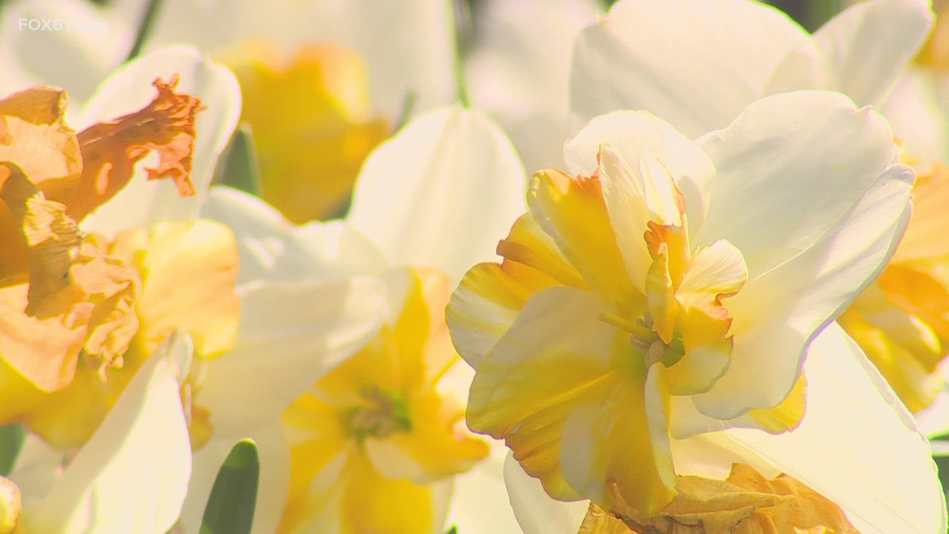 Here's what to expect at the Daffodil Festival this year at Hubbard Park in Meriden.