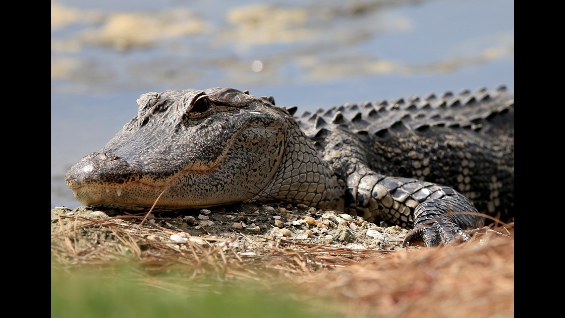 How often do alligators attack people in Florida?