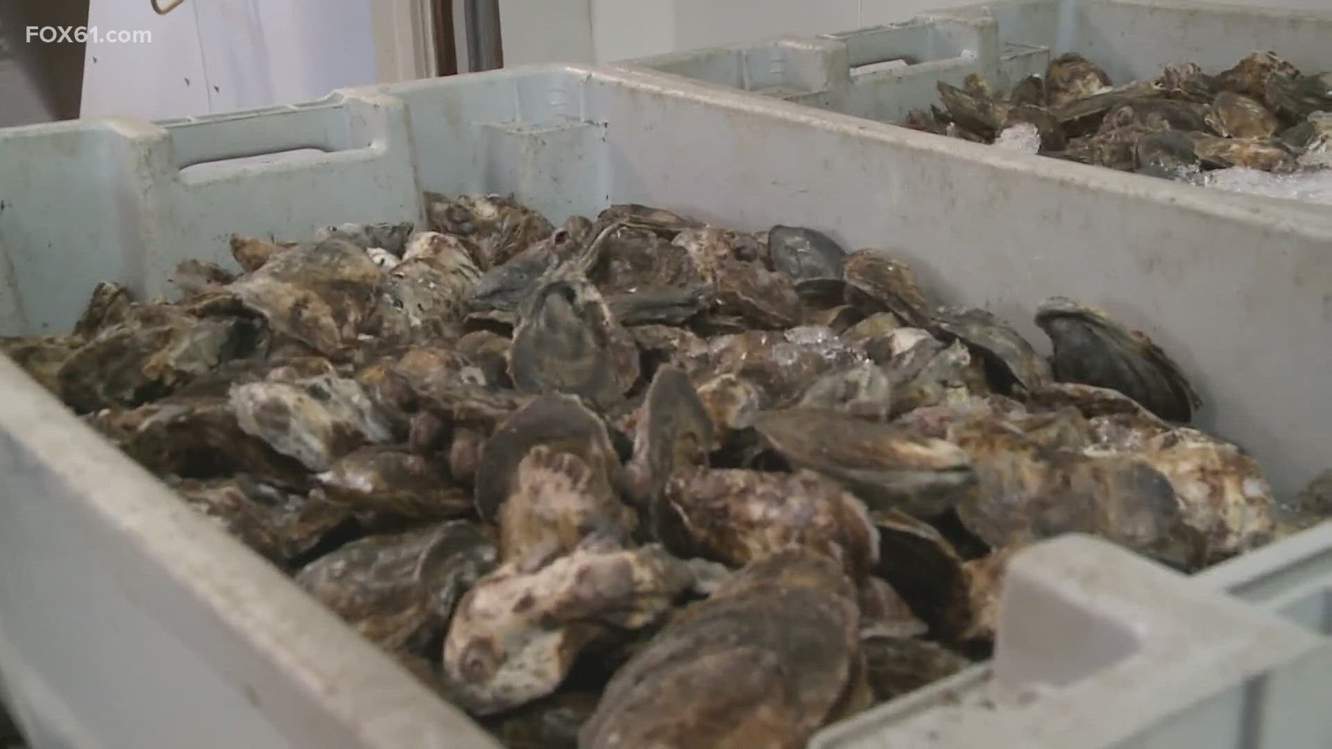 Recently, 2 deaths in Connecticut have been reported to be linked to a deadly bacteria found inside oysters.