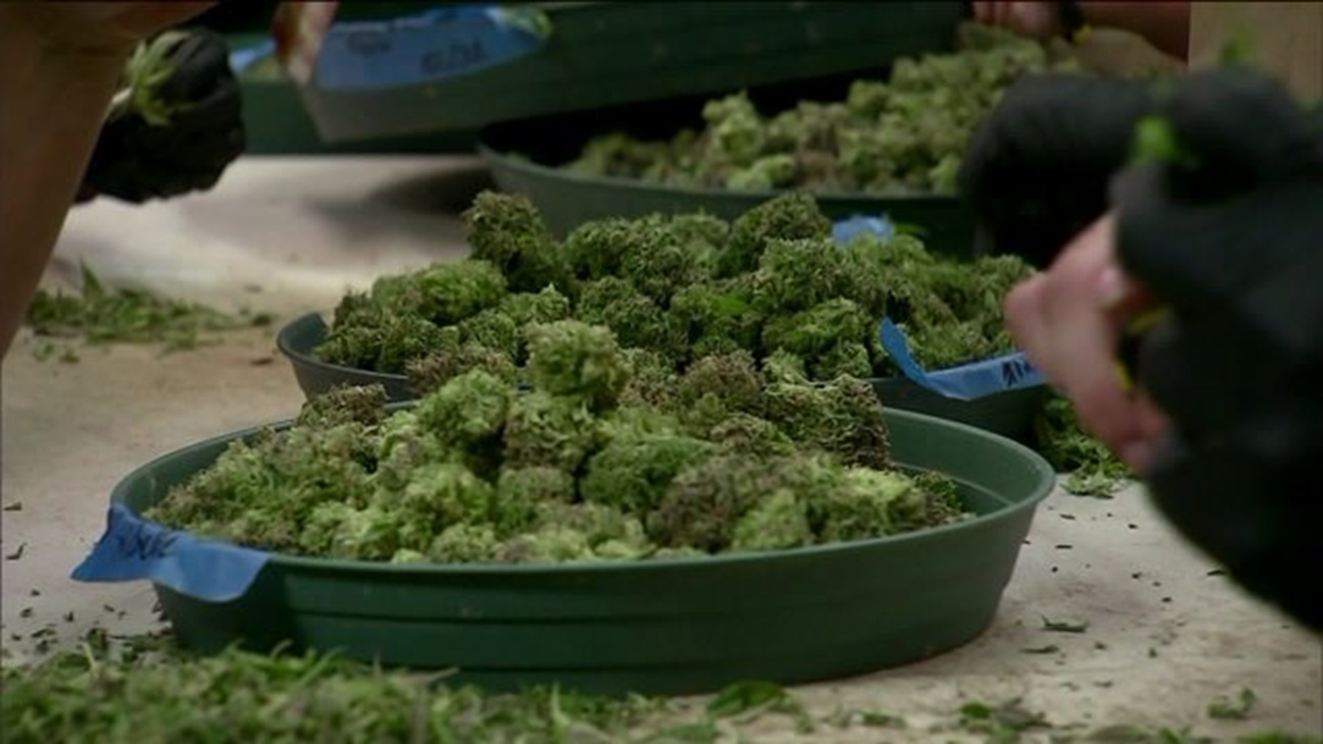 Legalizing recreational marijuana in CT