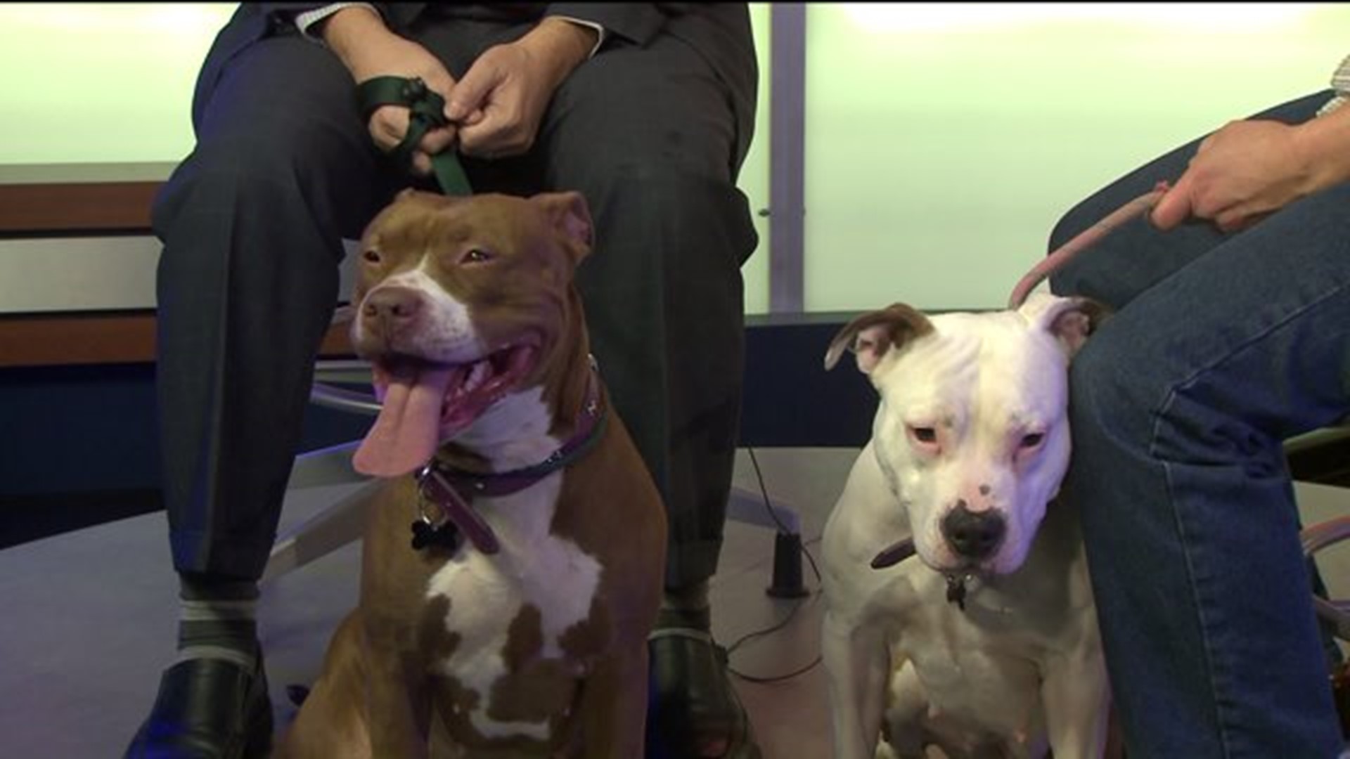 Pets of the Week - Ginger and Izzy