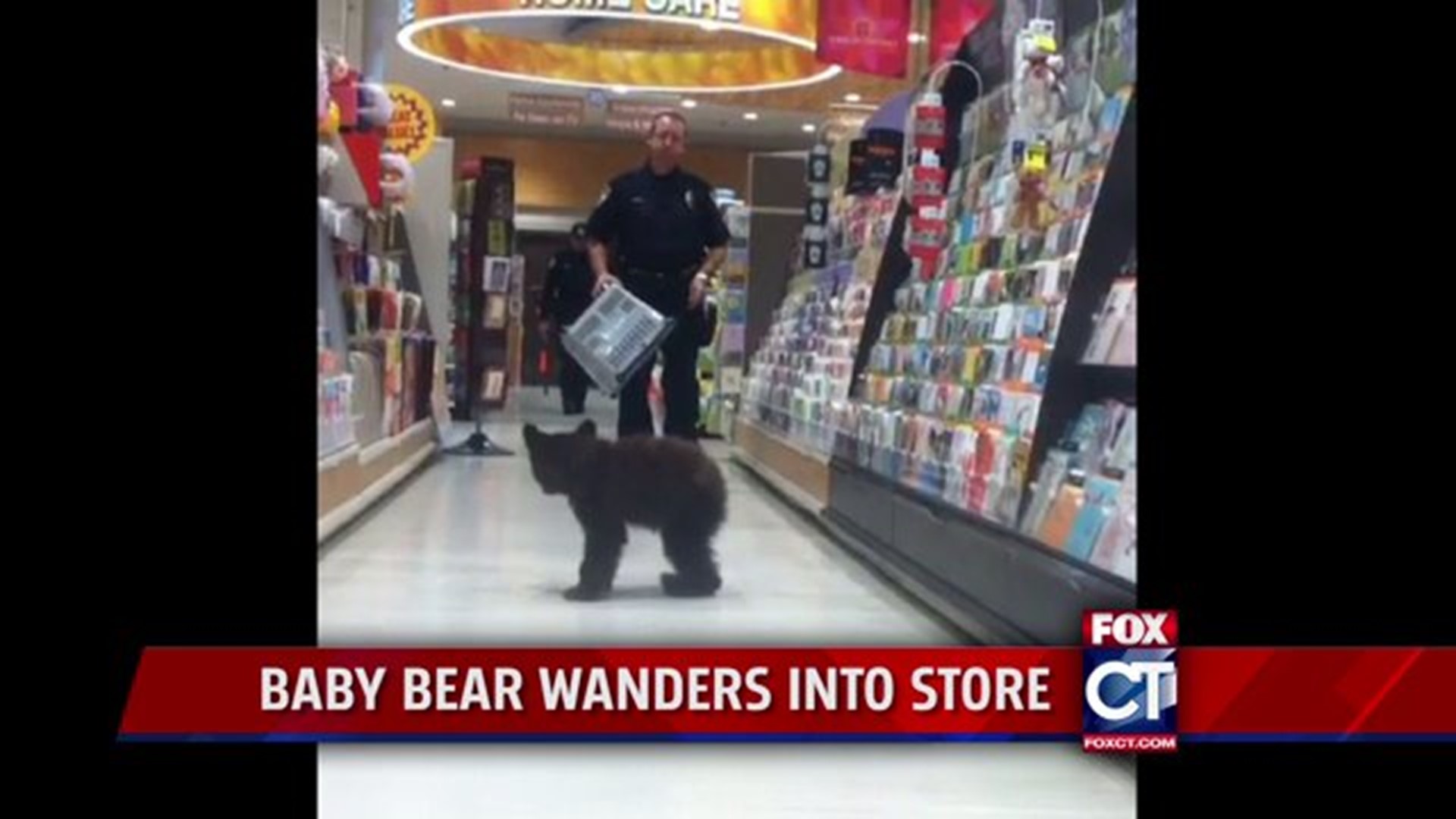 MUST WATCH: Bear cub runs around drug store